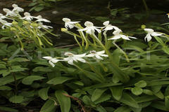 Habenaria longicorniculata
